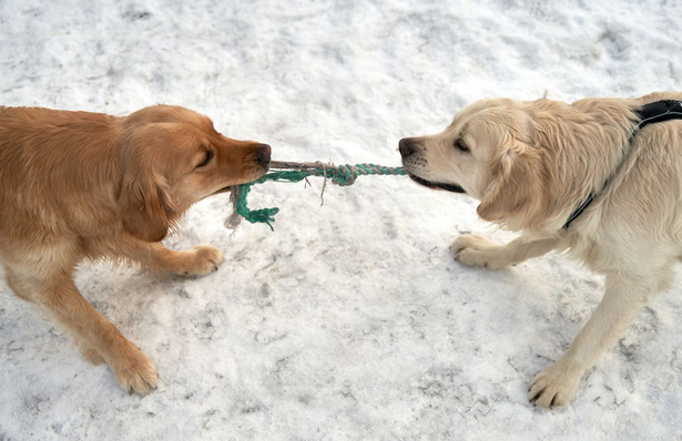 two dogs playing tug-a-war in the snow