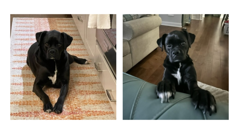 Side-by-side photos of a black dog, Joeker.