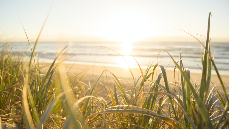 The sun rises over a beach, viewed through strands of tall grass.