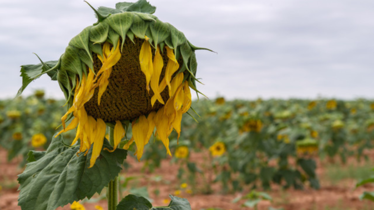 closeup of sunflower in a sunflower field