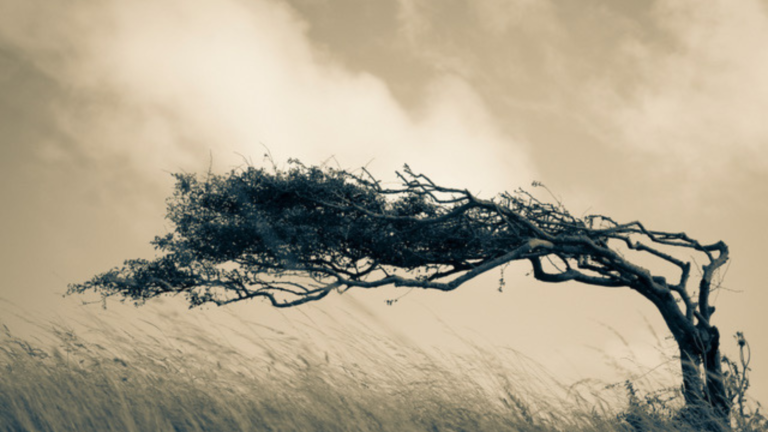 A tree blows in the wind against a moody background of clouds.